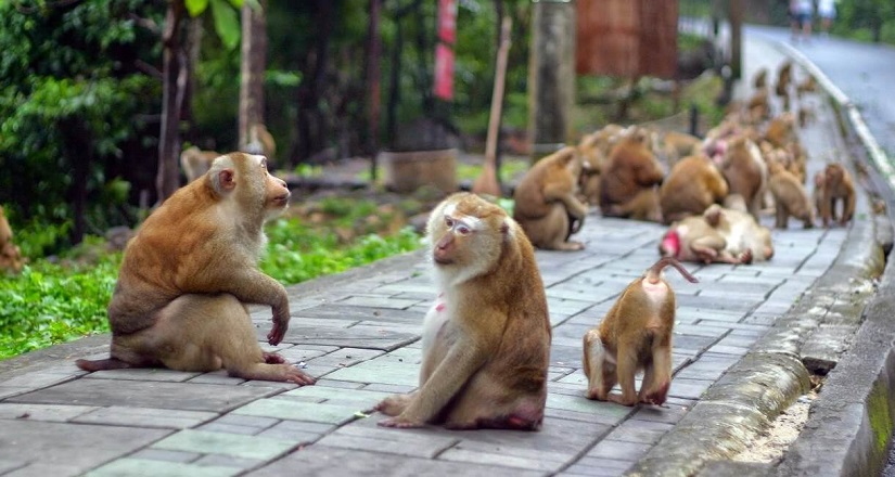 Гора обезьян